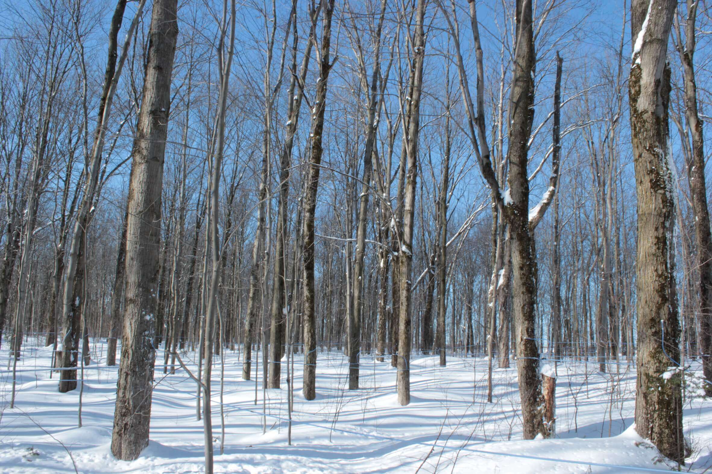 Quebec's maple forest