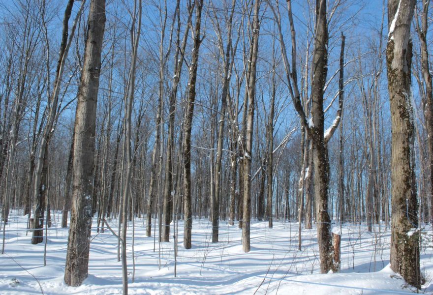 Qubec's maple forests provide cleaner air and have positive impact on climate besides providing maple