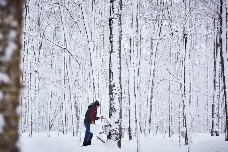 Maple Syrup vs Honey Taste, Benefits and Nutrition Maple from Canada