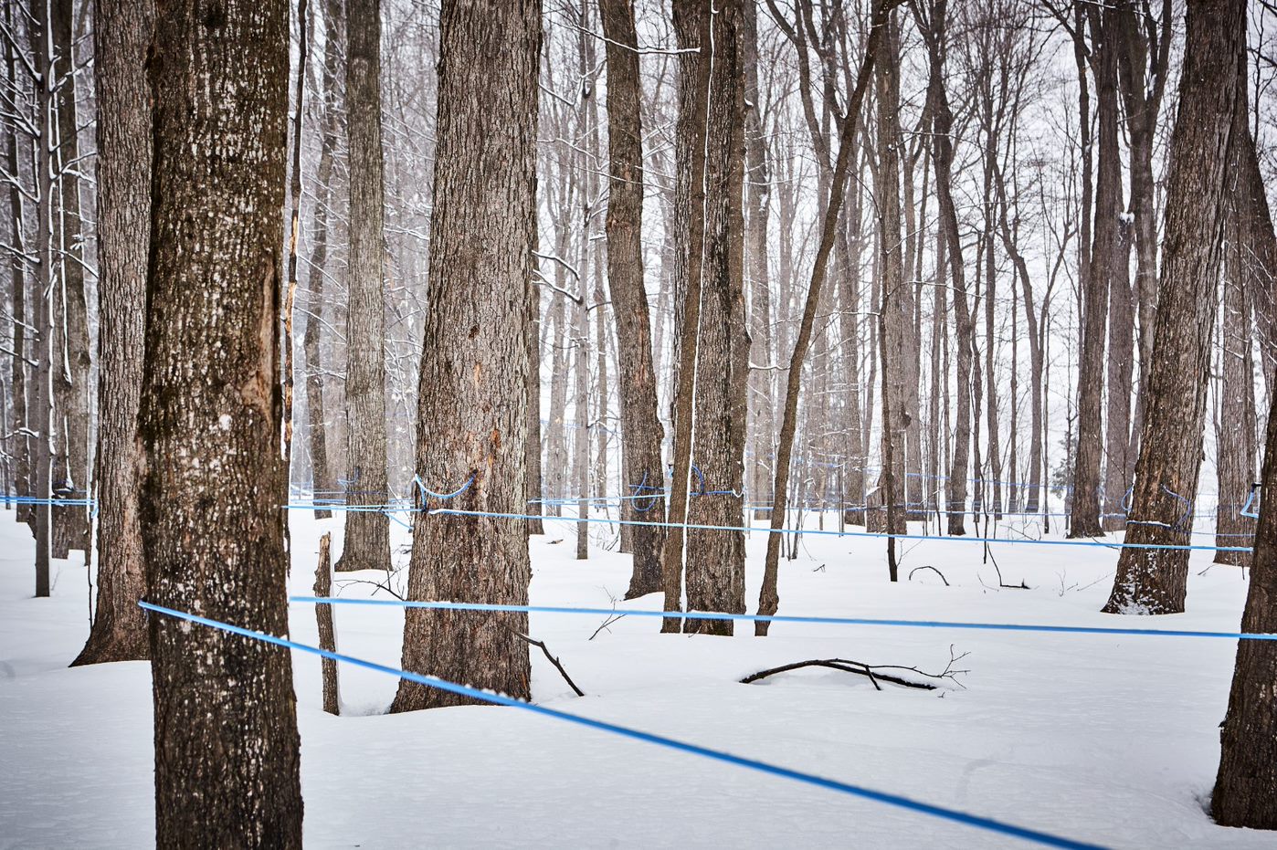 Maple trees being tapped during winter.