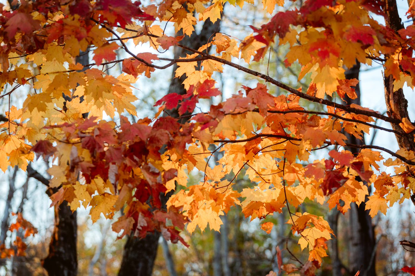 The distinctive leaves of the maple tree in autumn.