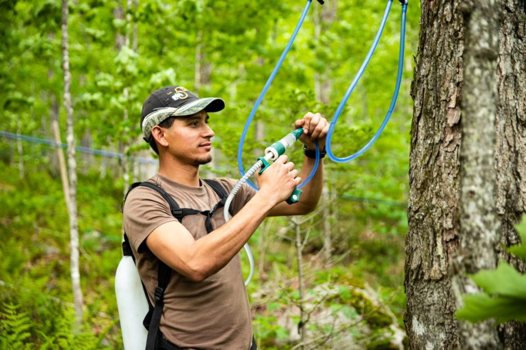 Climate change and maple syrup how is the industry adapting? Maple